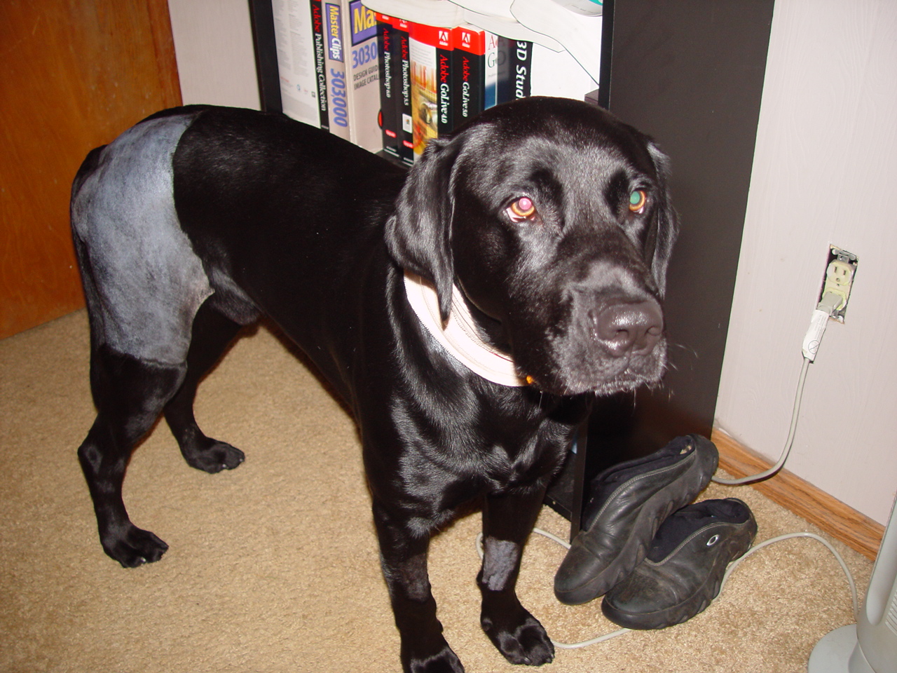 DSC02746.JPG