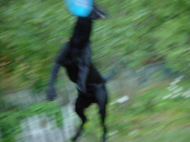 Tyler_Frisbee 032.jpg